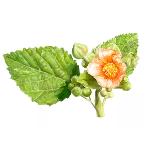 Astragale