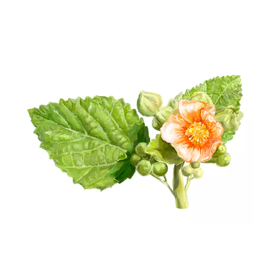 Astragale